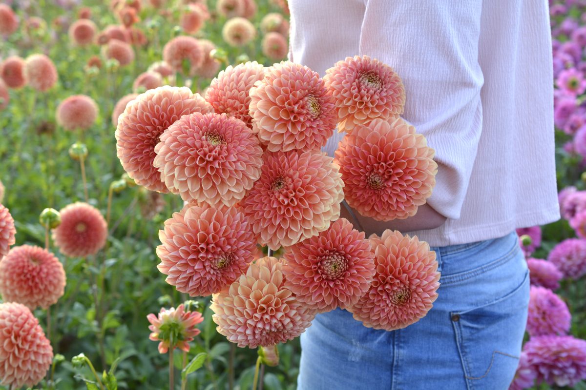 dahlia