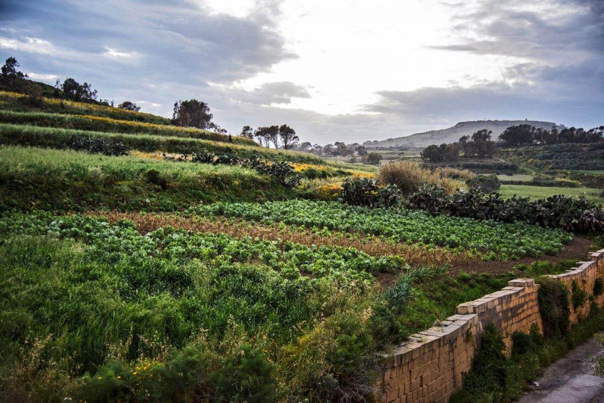 Gozo
