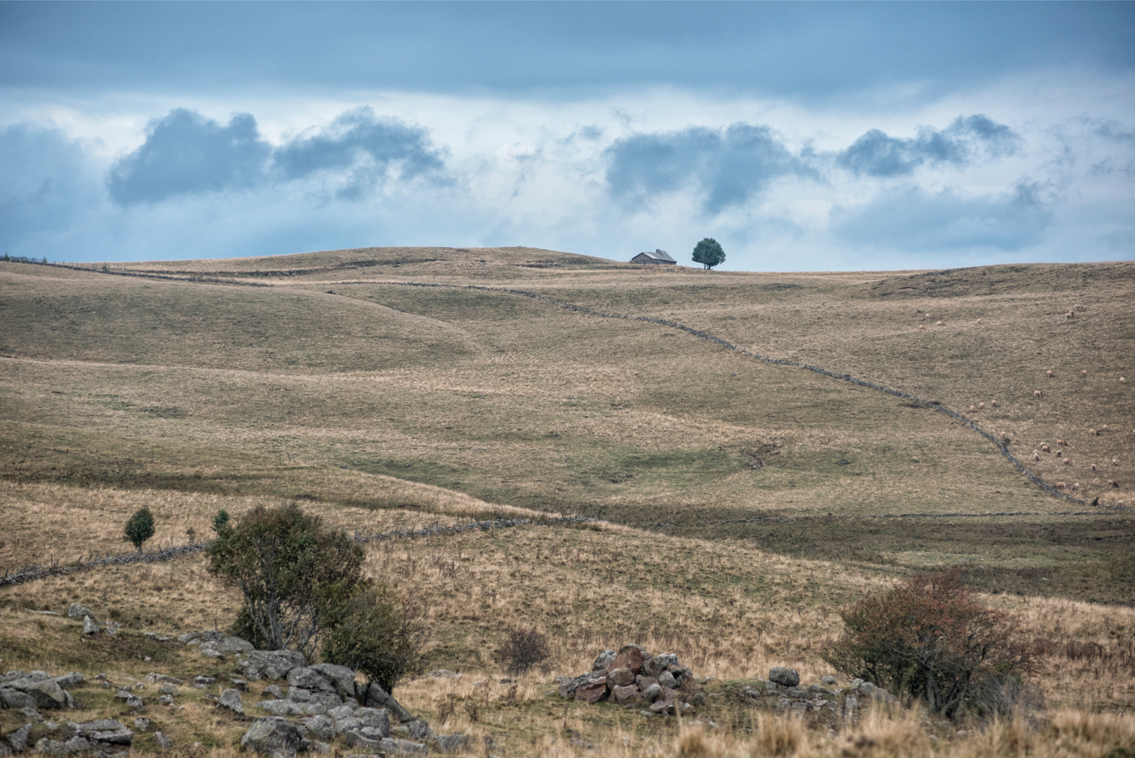Aubrac