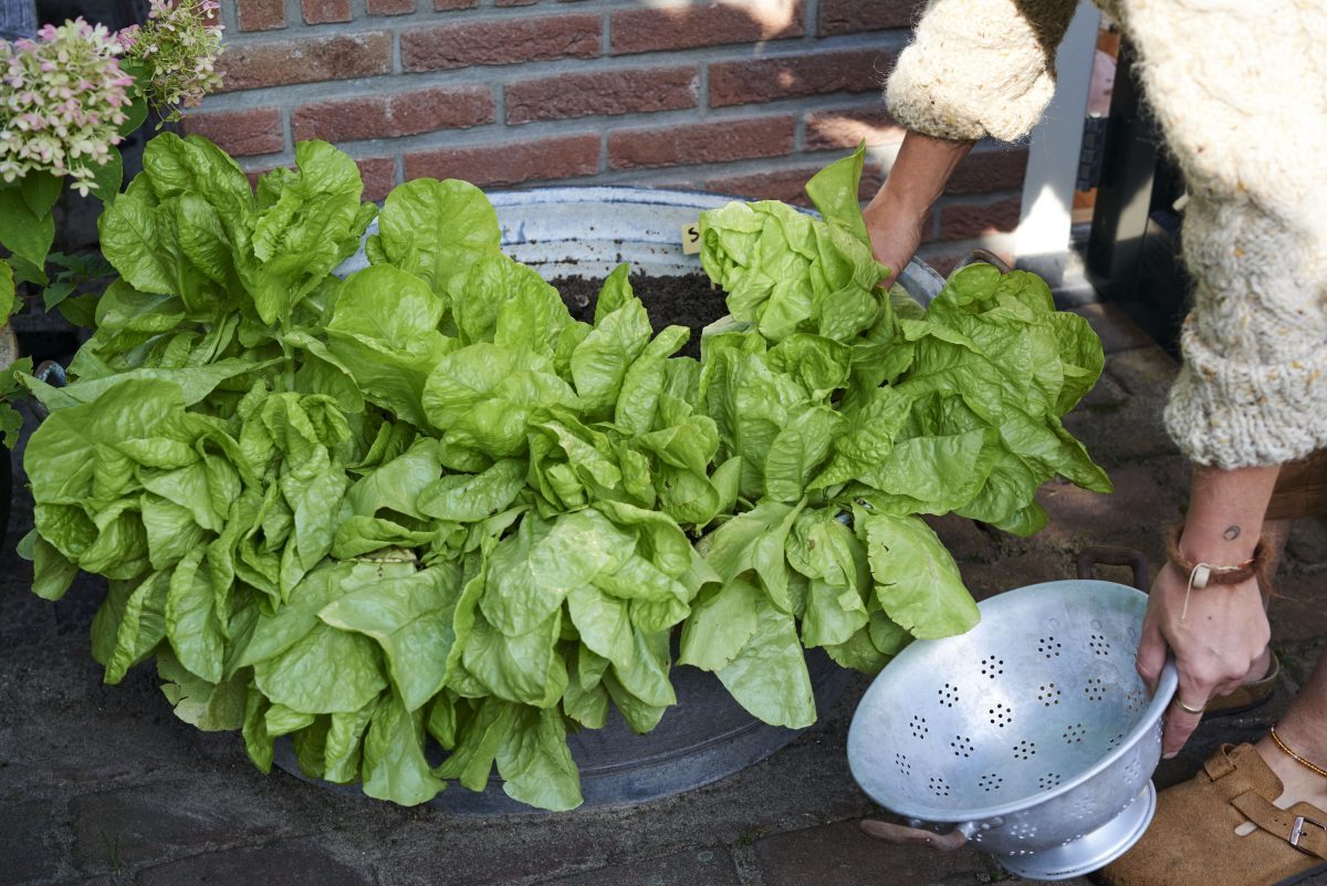 duurzame tuin