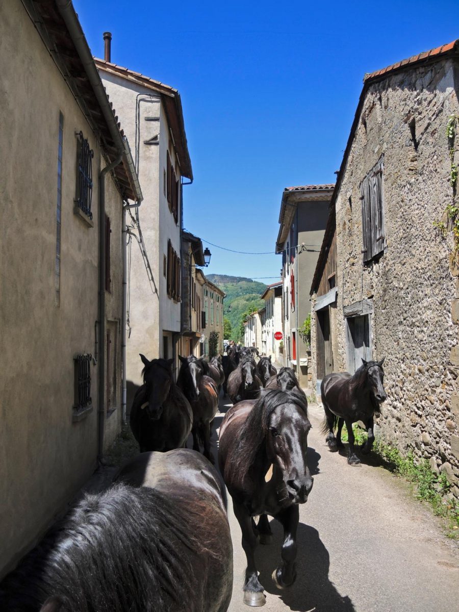mérens-paard