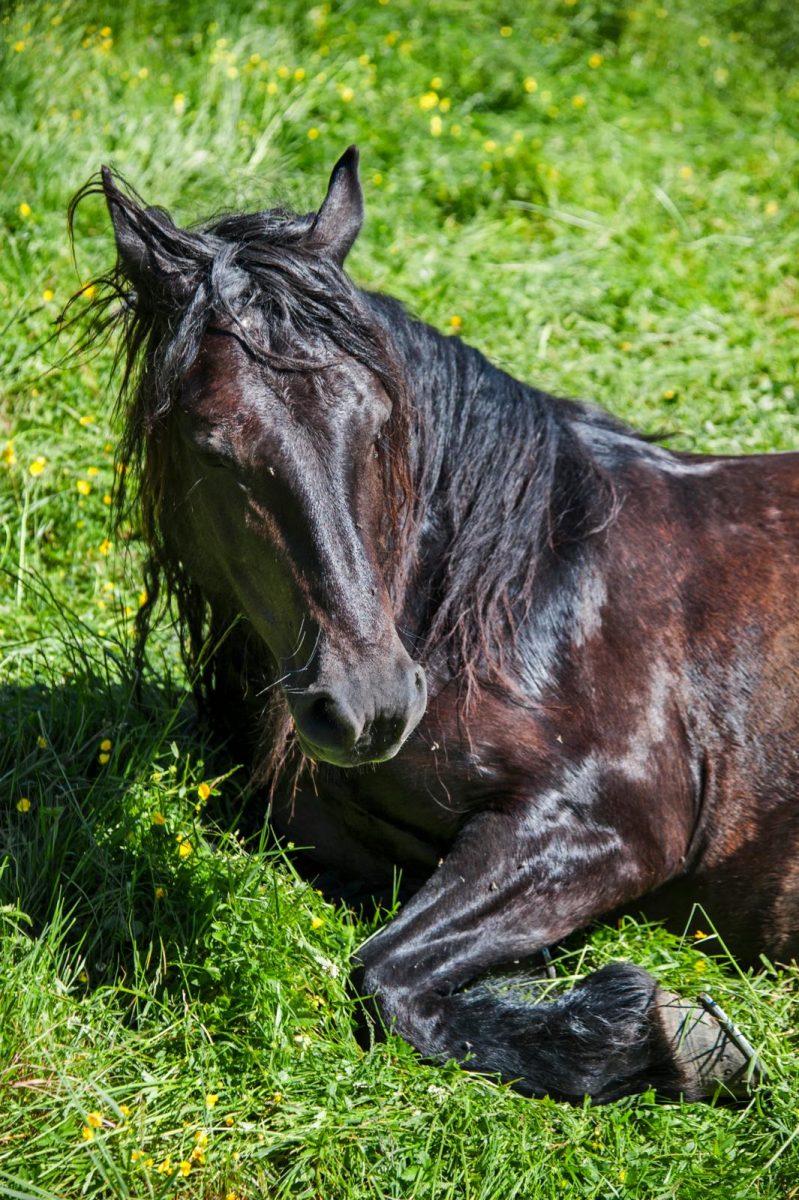 mérens-paard