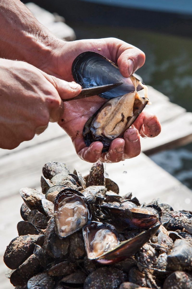 mossels