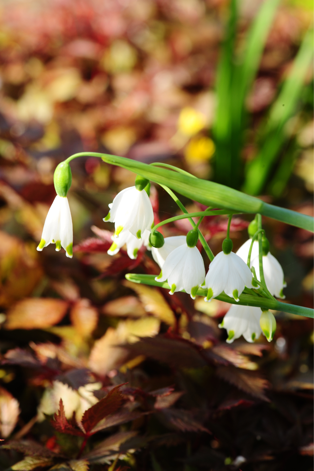 Inspiratie voor de tuin in de lente