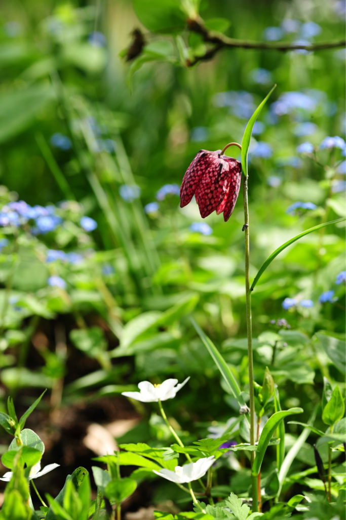 duurzaam tuinieren - Inspiratie voor de tuin in de lente