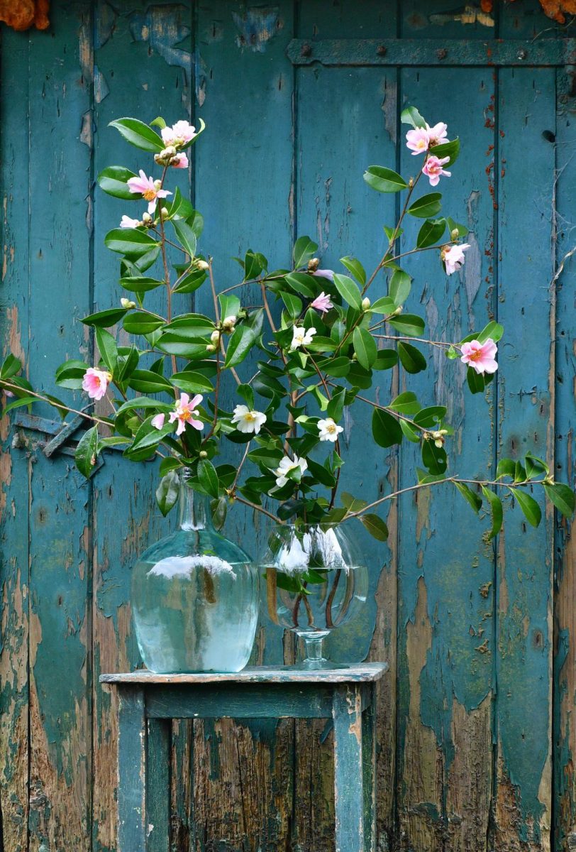 camelia