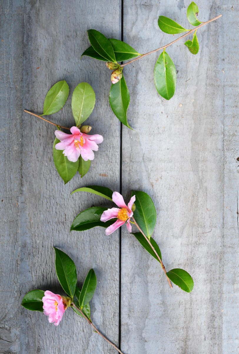 camelia's