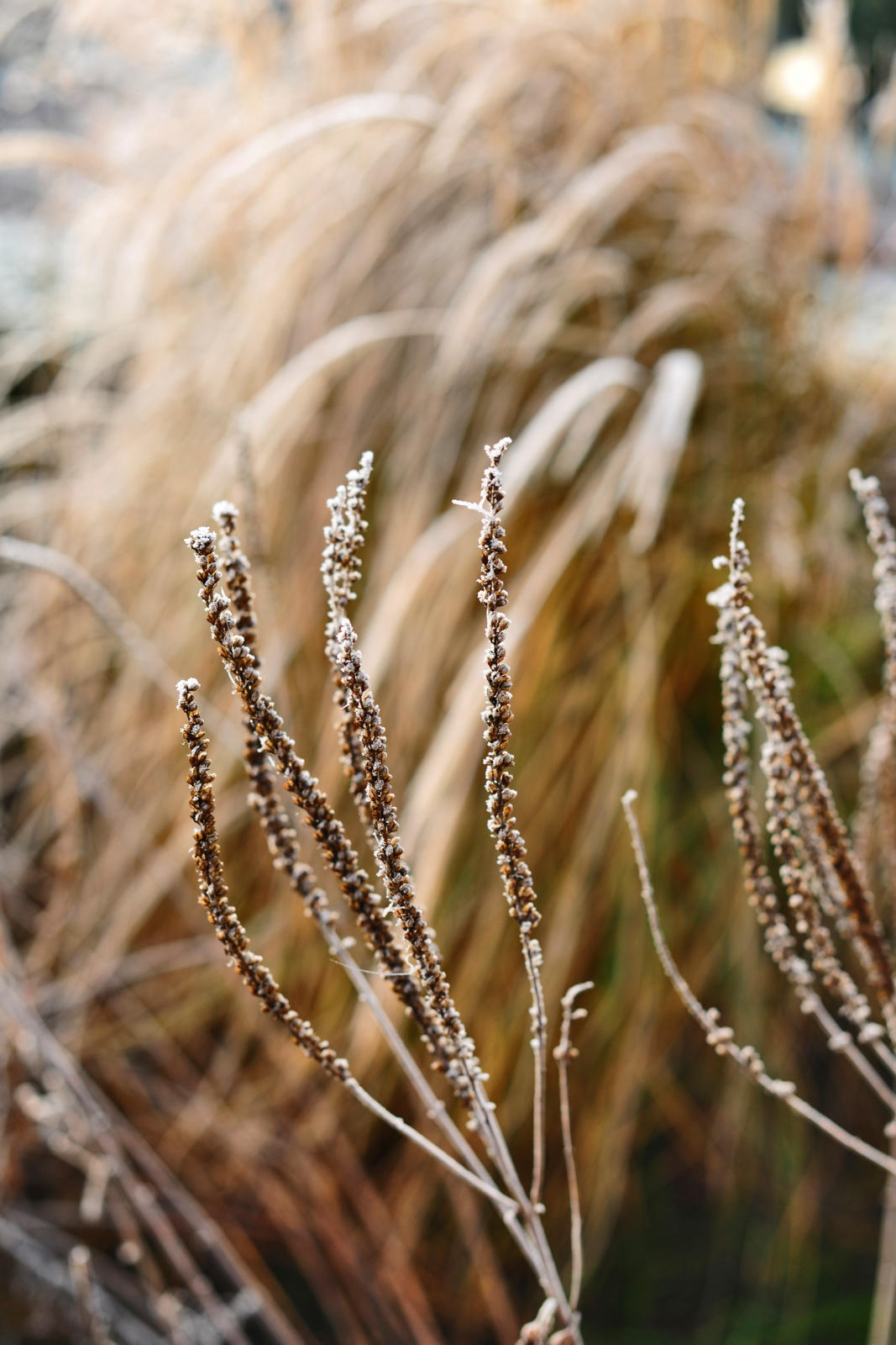 wintertuin