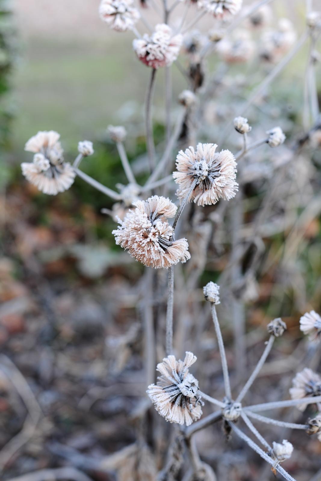 wintertuin