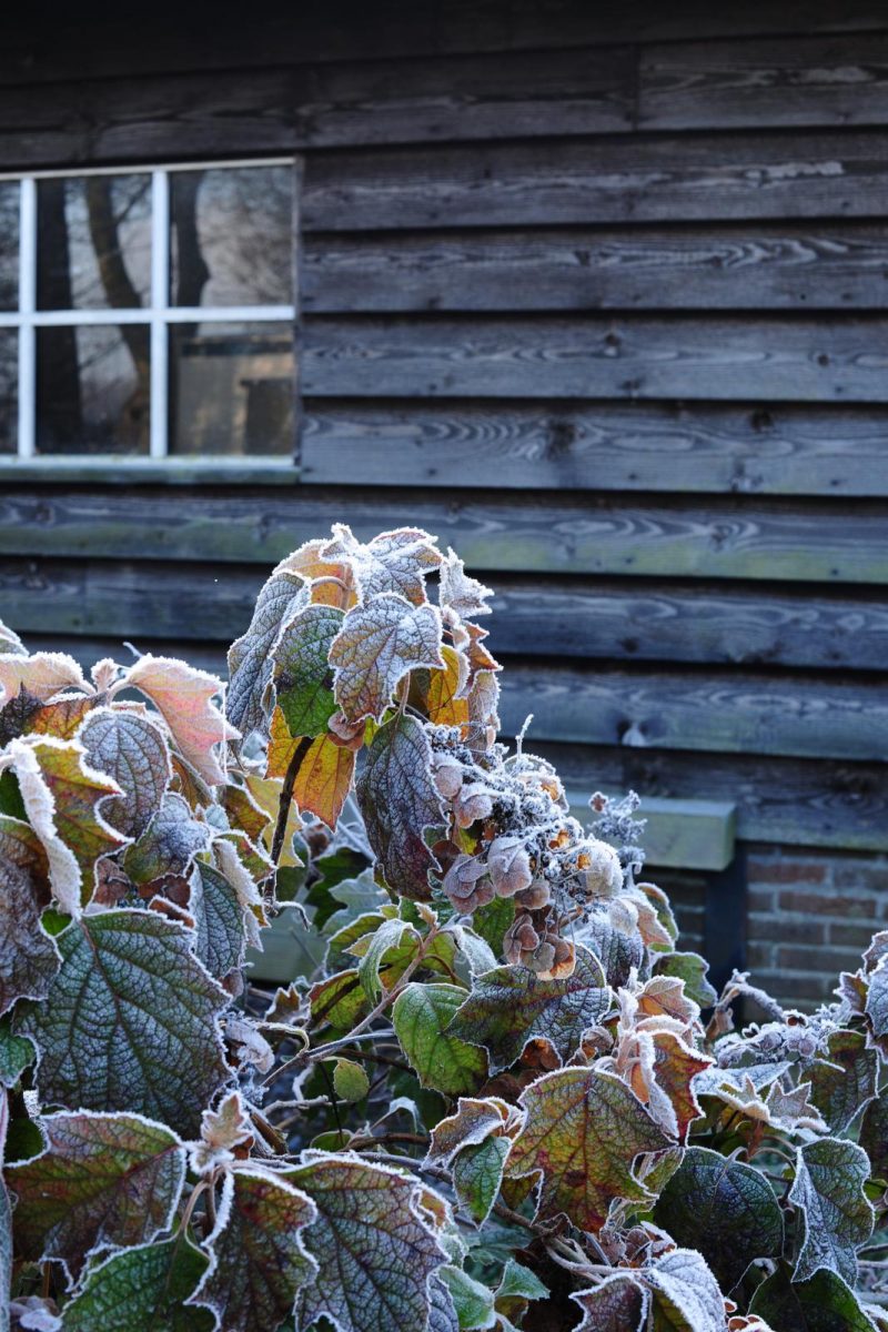 wintertuin