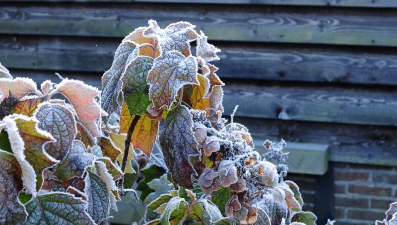 tuintips moestuin januari