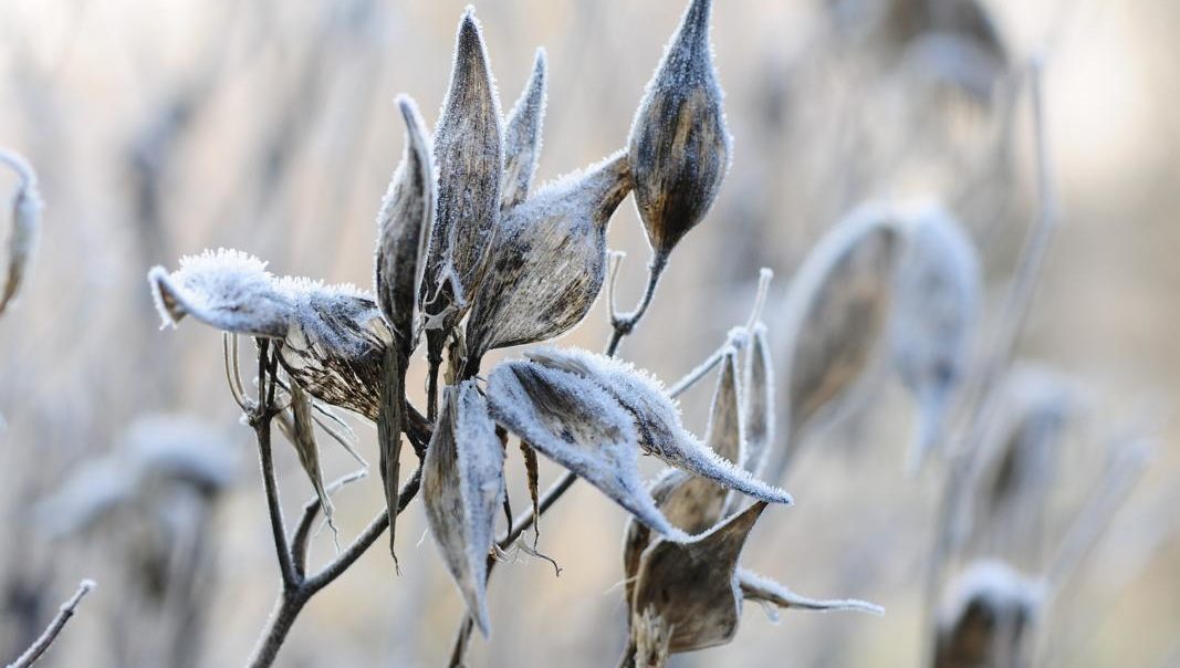 winterstekken