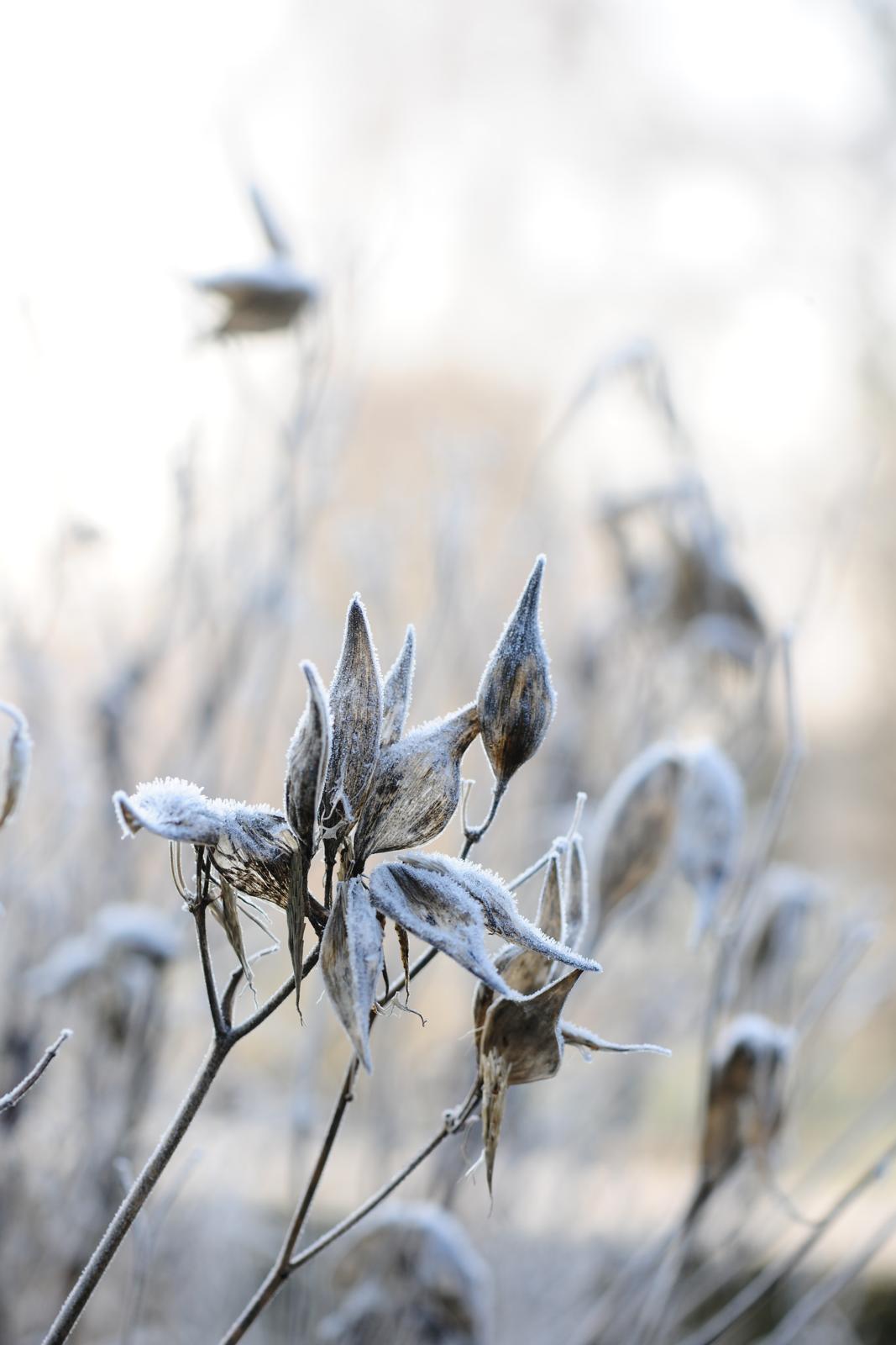 wintertuin
