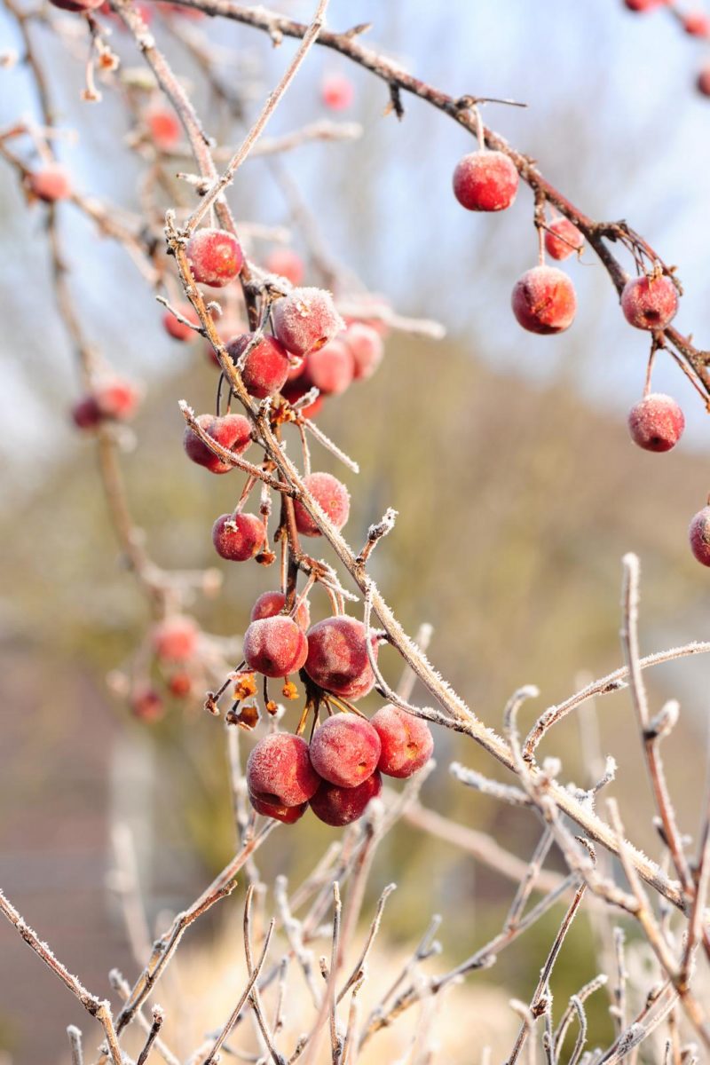 wintertuin