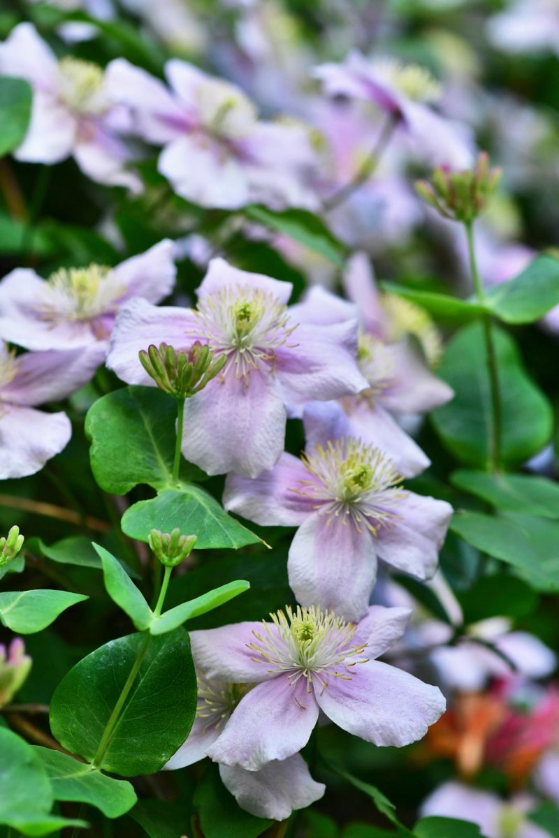 tips bloementuin