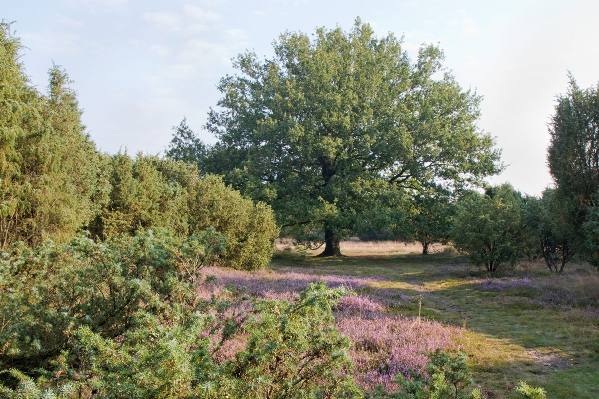 Wandelen De Palms