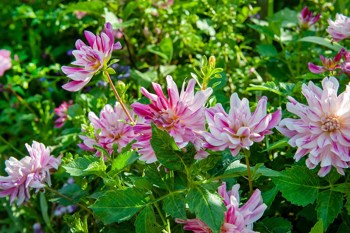zomerbollen - dahlia's