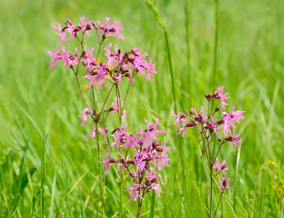 echte koekoeksbloem