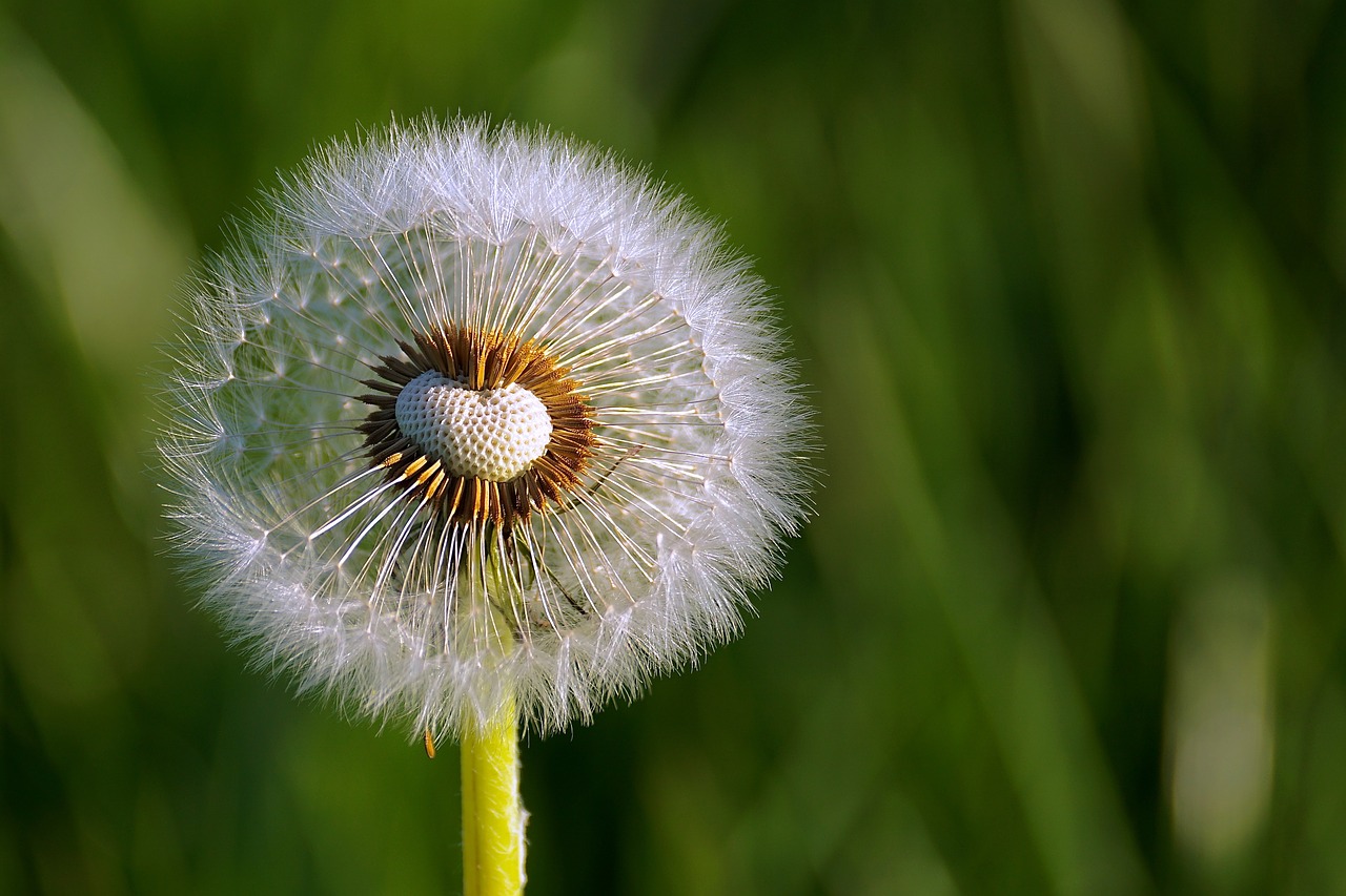 De wonderlijke paardenbloem