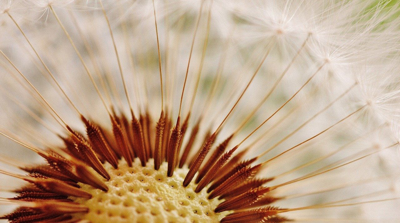 De zaden van de paardenbloem