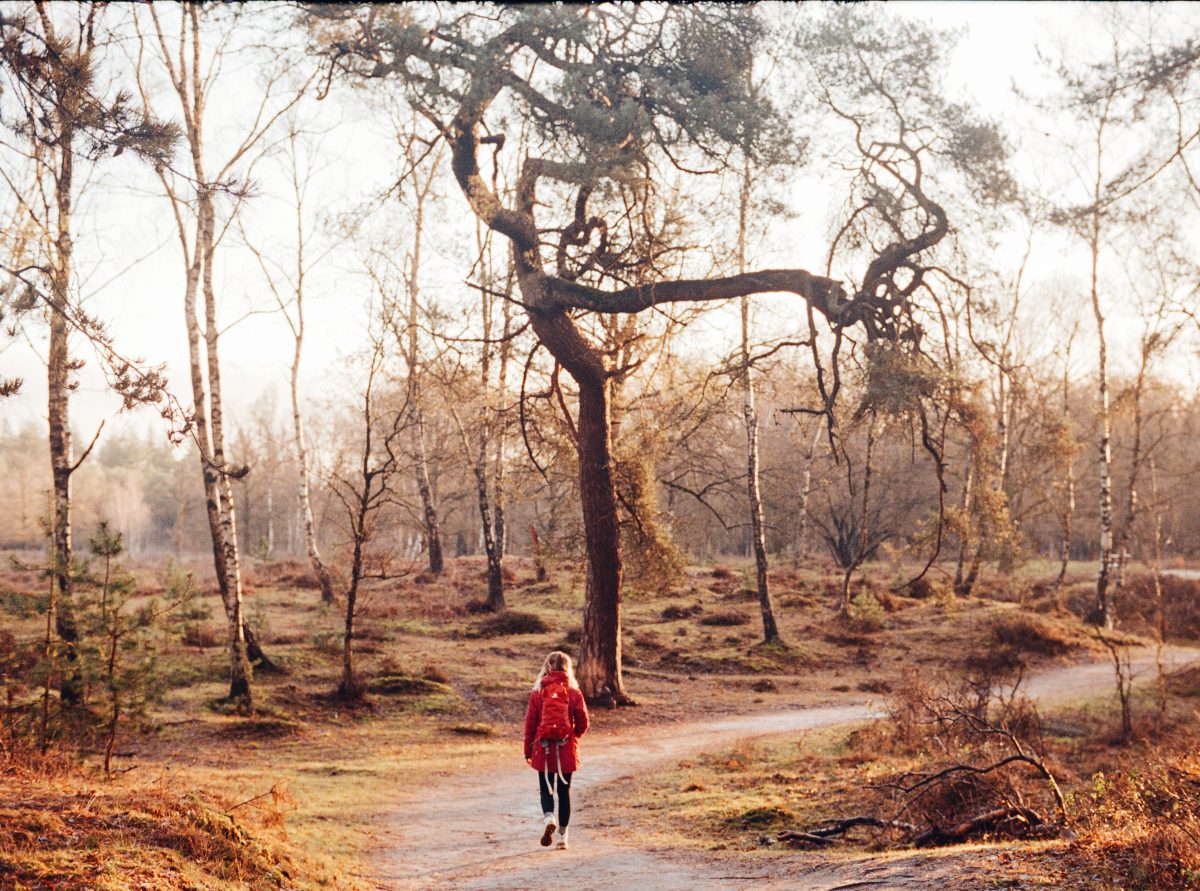 Lage Vuursche