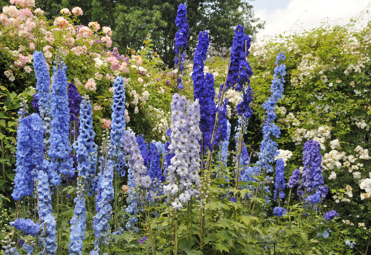 Ravissante schoonheid: ridderspoor (Delphinium)