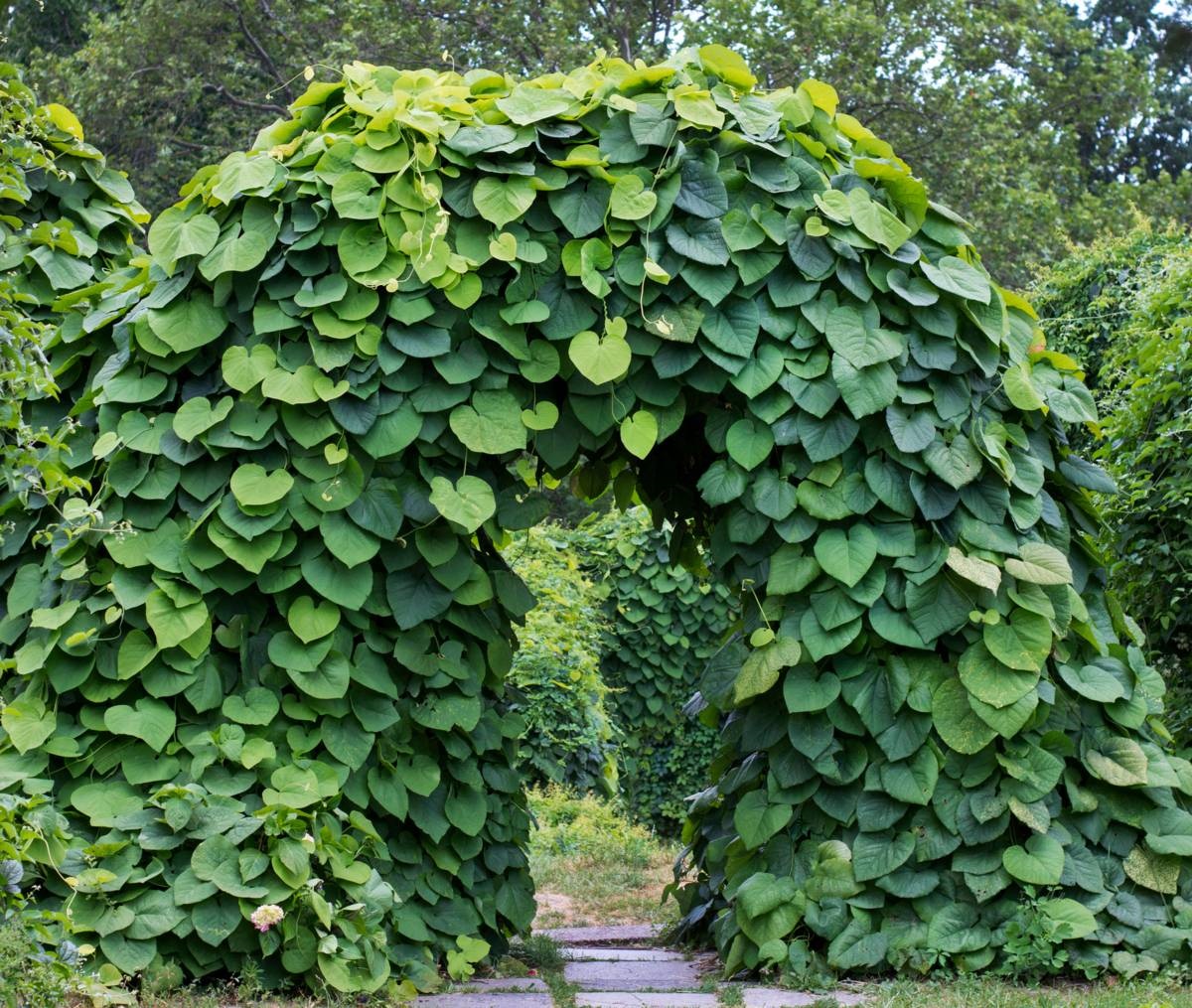Duitse pijp - tuinplant - klimplant - Valentijnsdag