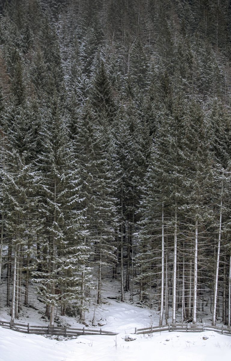 berggids