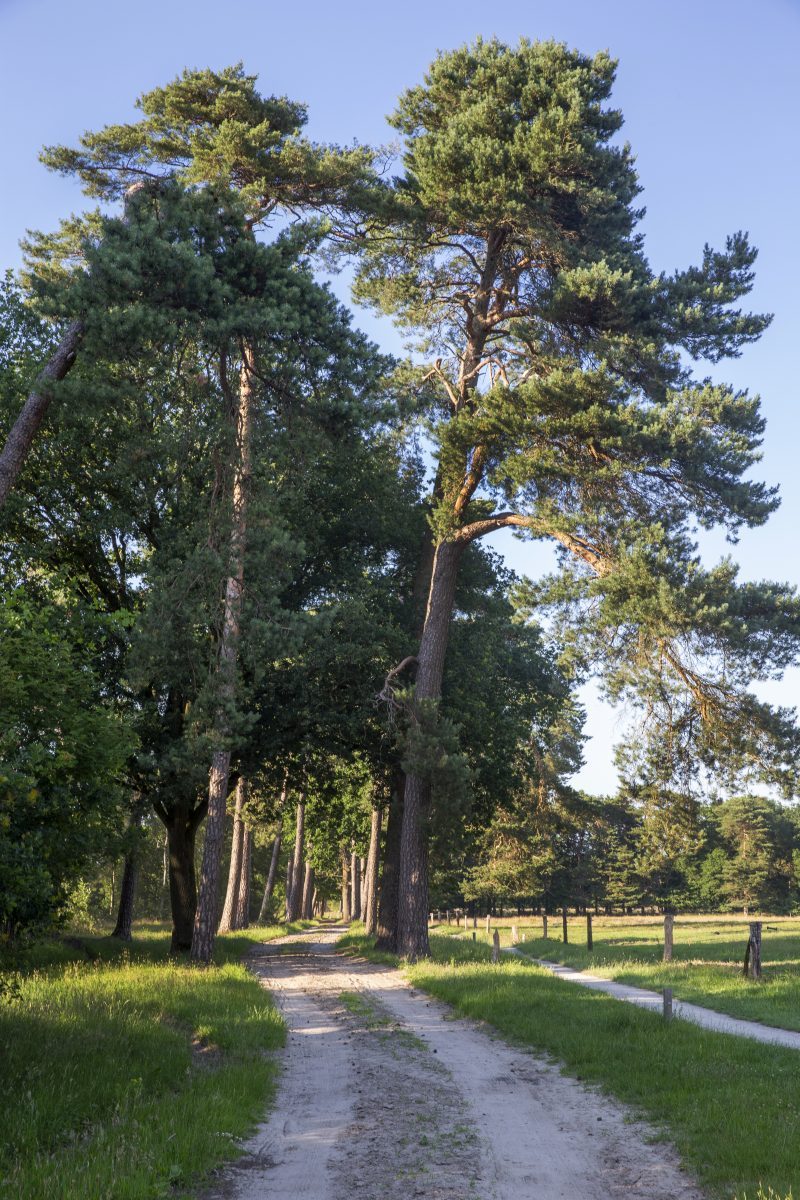 B&B De Bocksen in Ommen