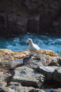 Staffa