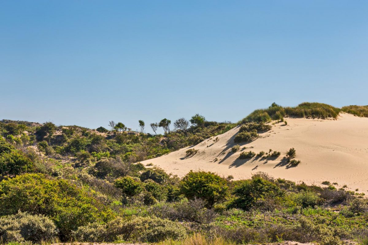 Langevelderslag