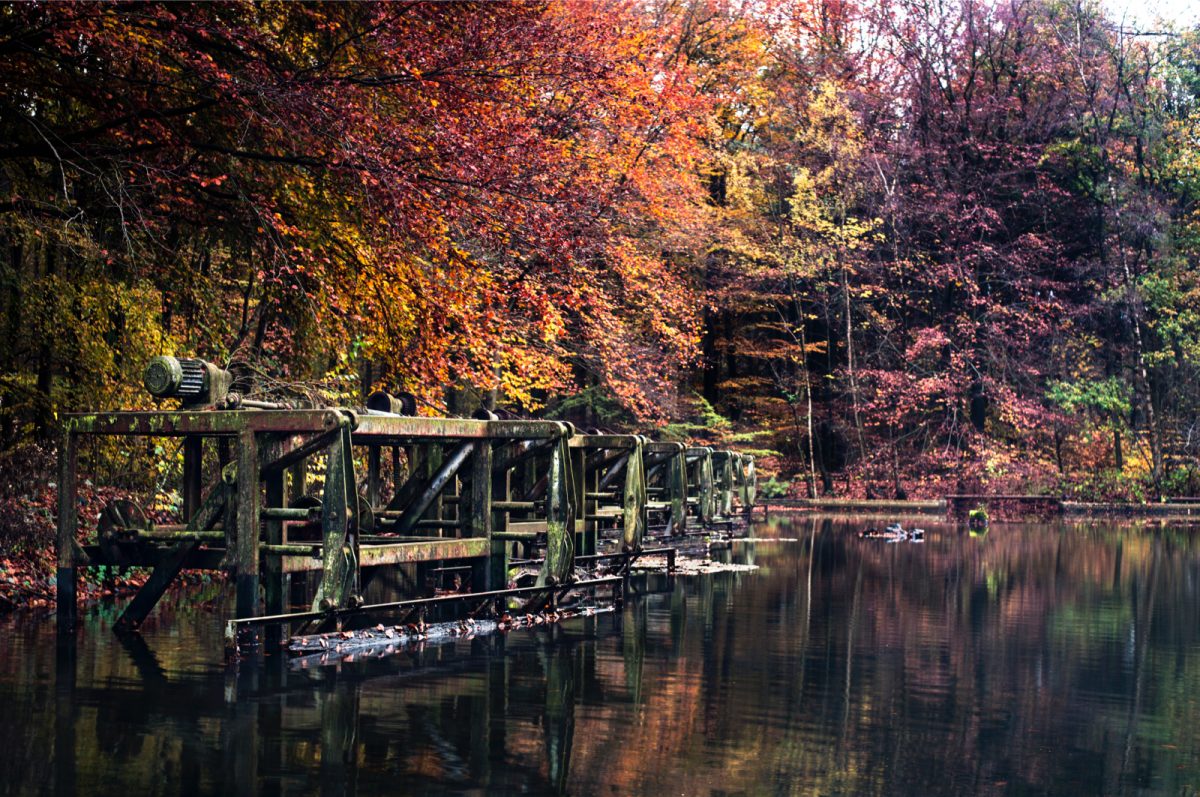 Waterloopbos