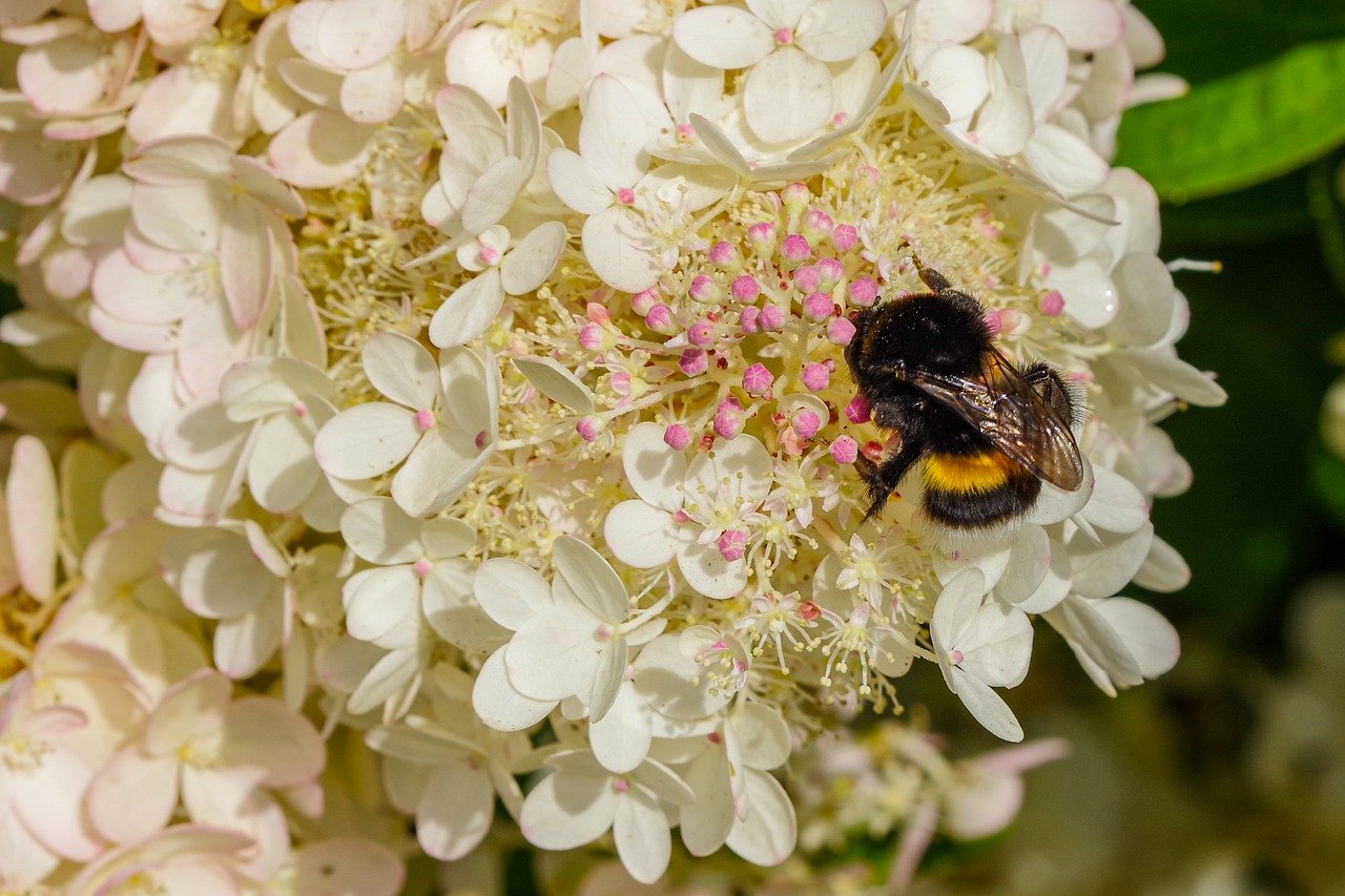 Een bij op een hortensia