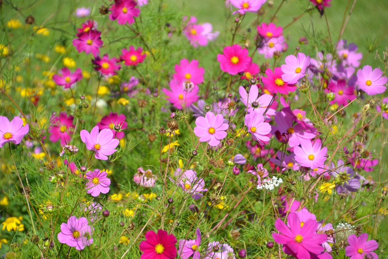Een veld met cosmea's
