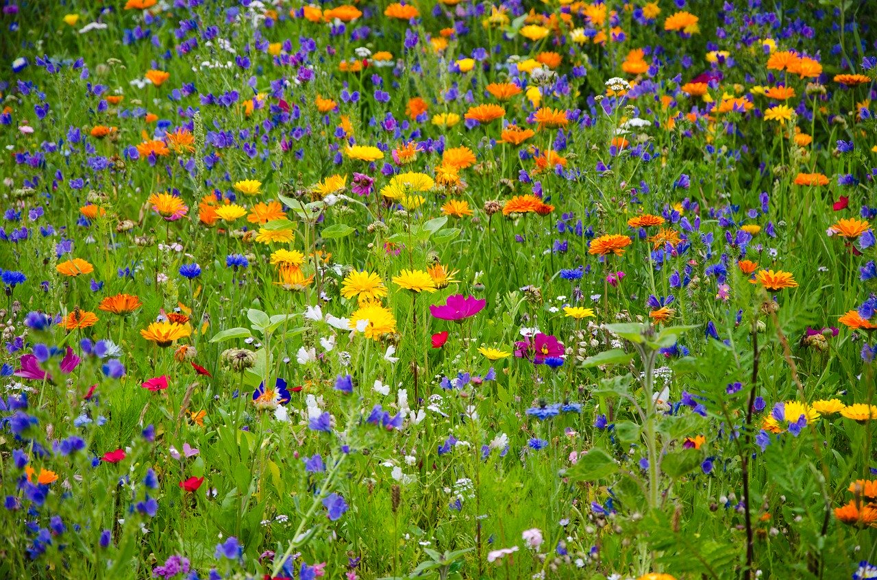 Een wei met ook paardenbloemen