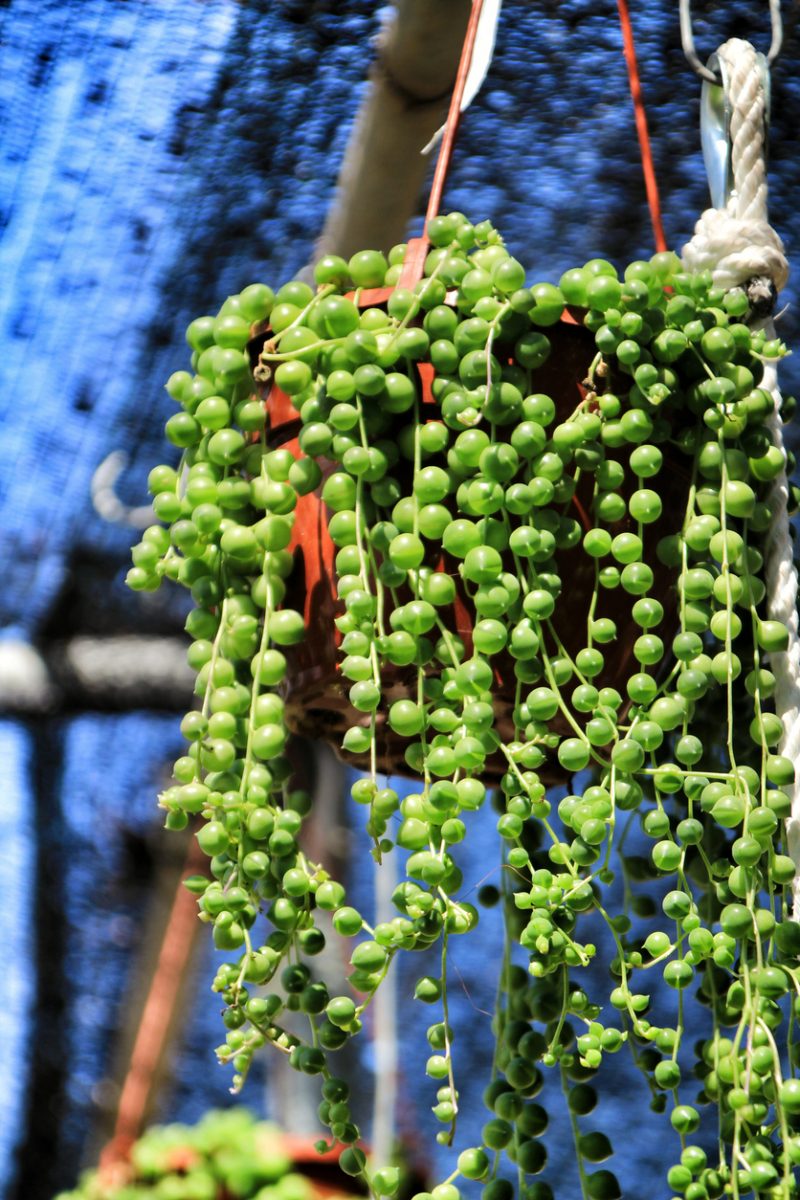 Erwtenplant