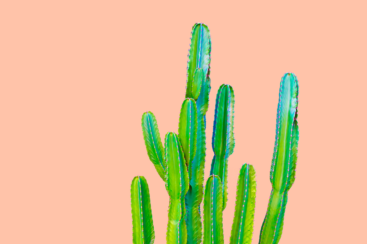 Euphorbia ingens