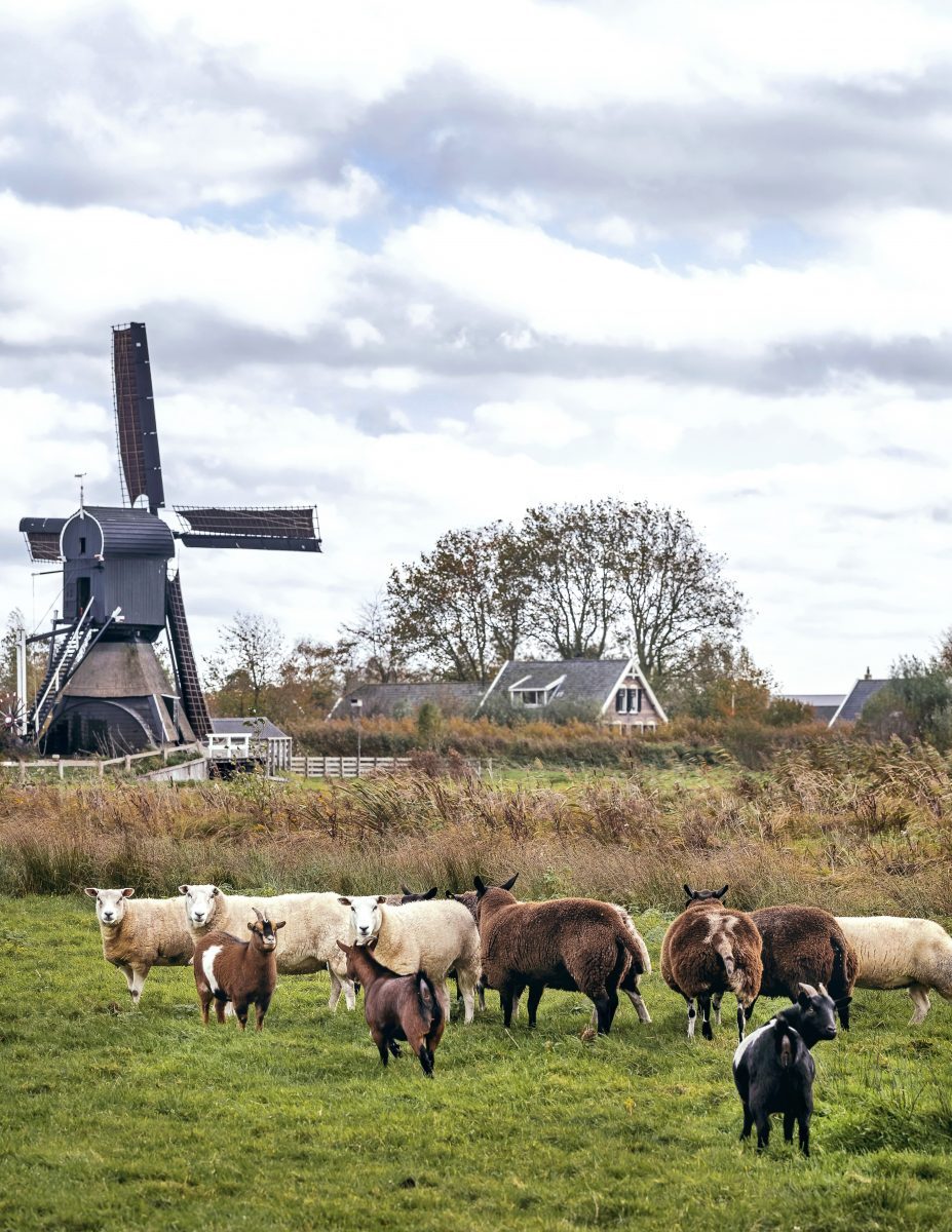 tiny house boerderij