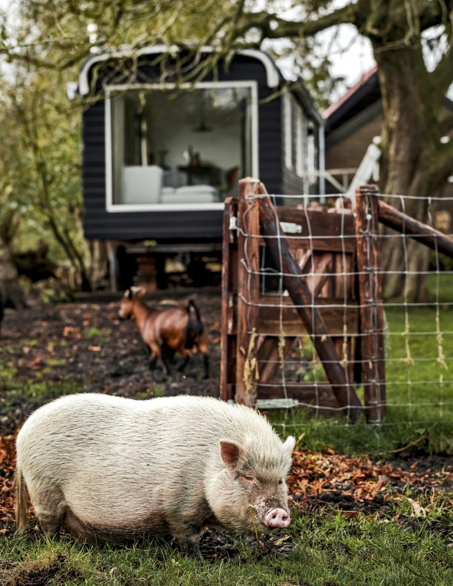 tiny house boerderij