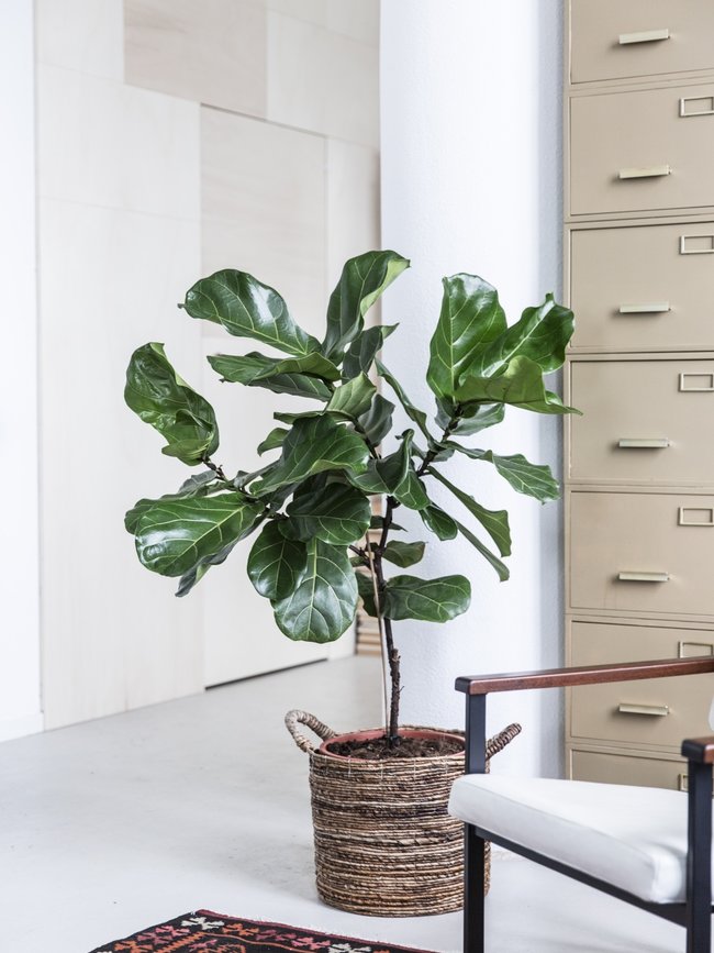 Ficus Lyrata