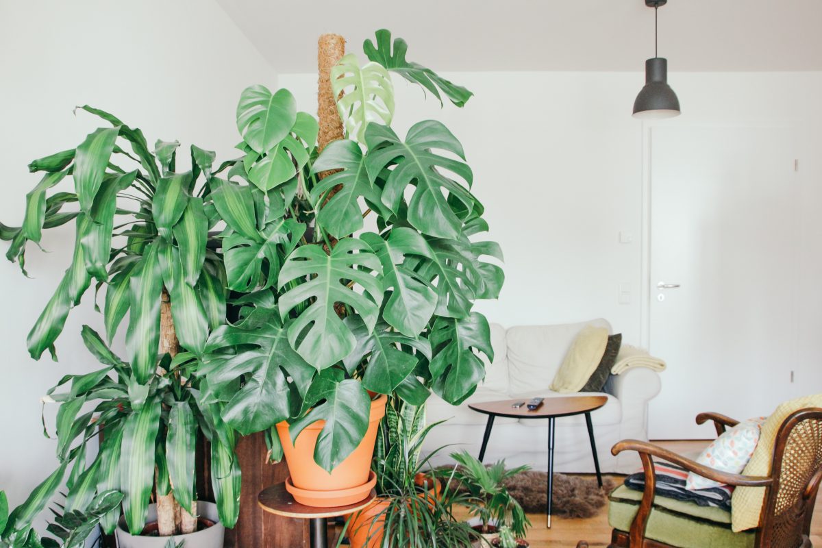 Gatenplant