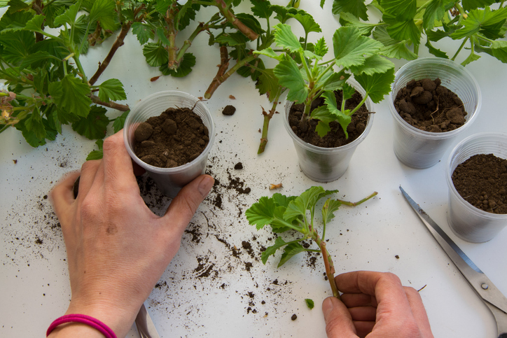 geranium stekken - tuinklusjes voor september