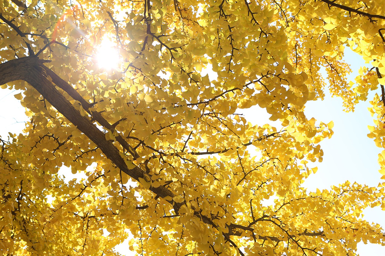 Ginkgo biloba