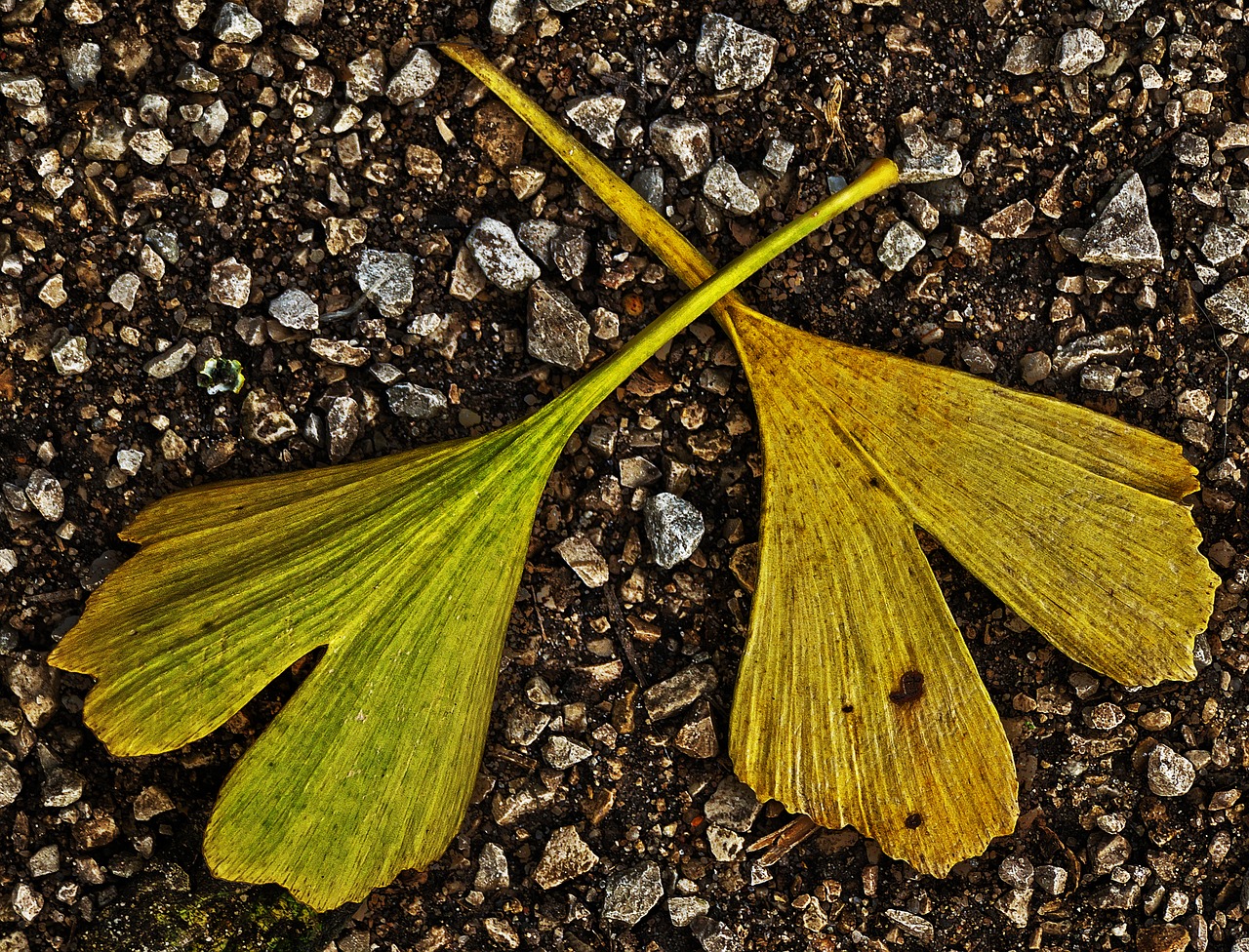 Ginkgo biloba