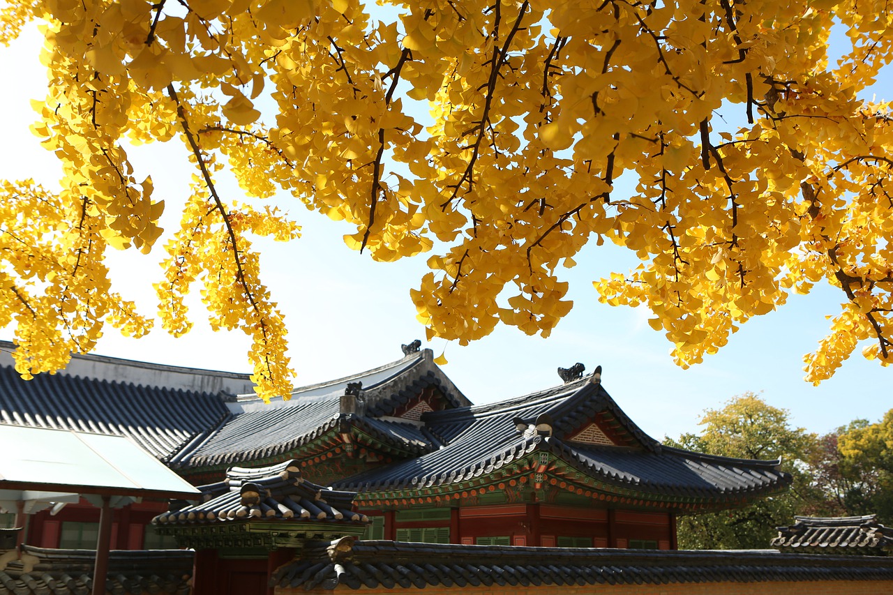 Ginkgo biloba