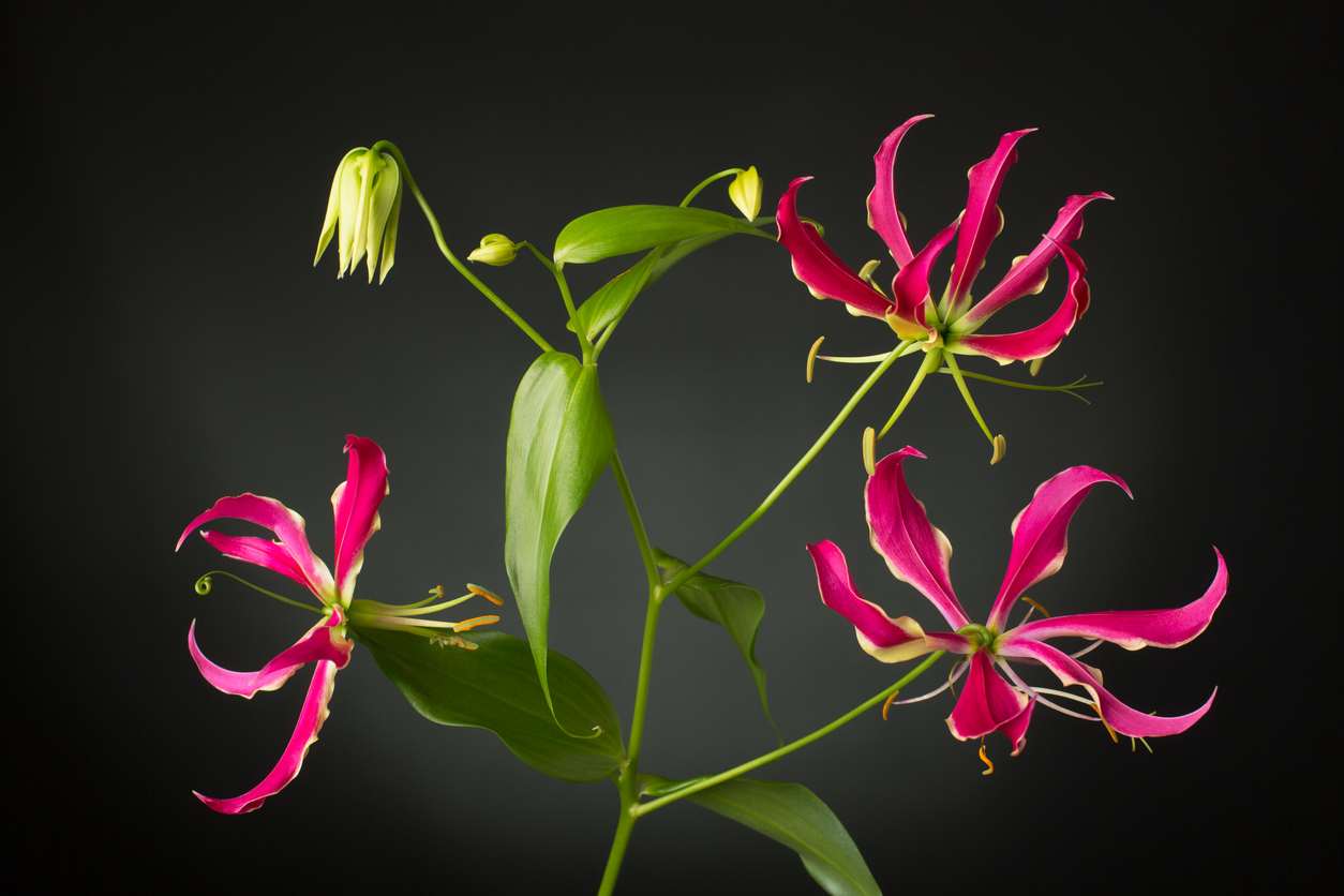 Gloriosa