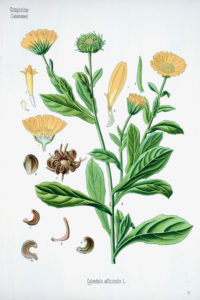 the plant pharmacy