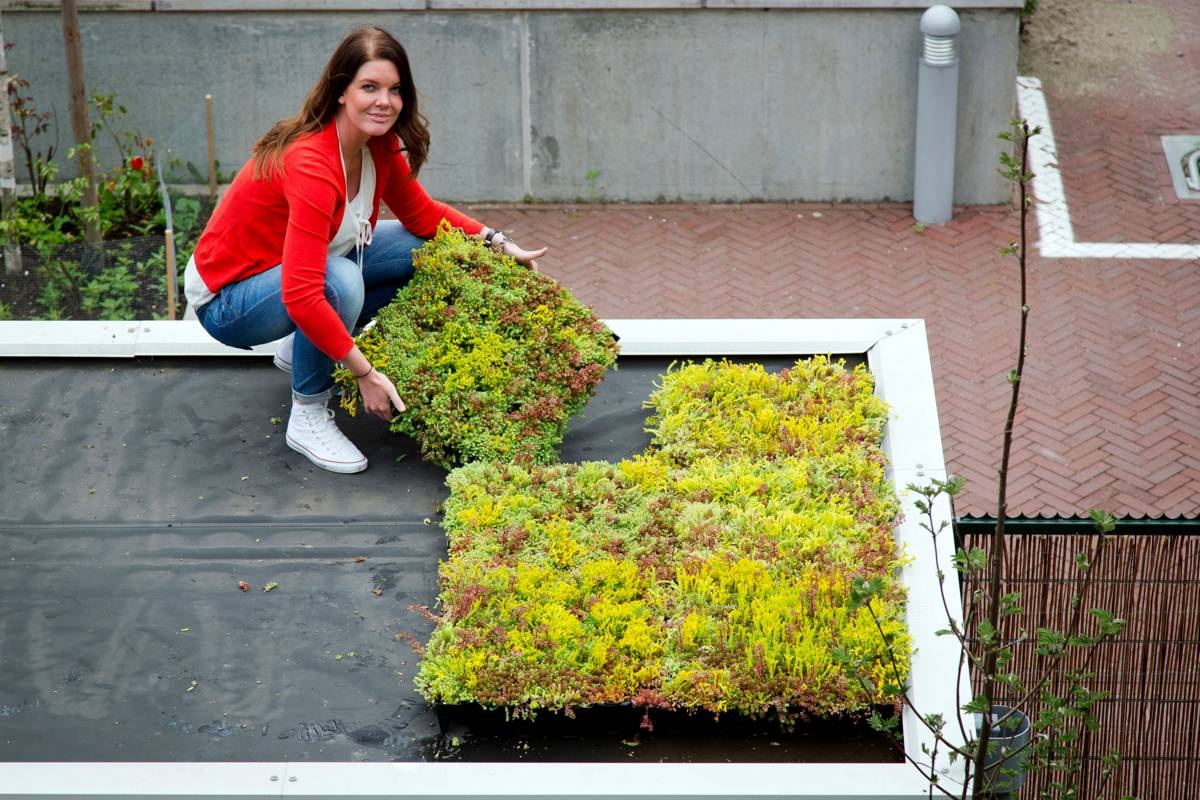 groen ecodak - mobiroof - plantcassettes - sedum