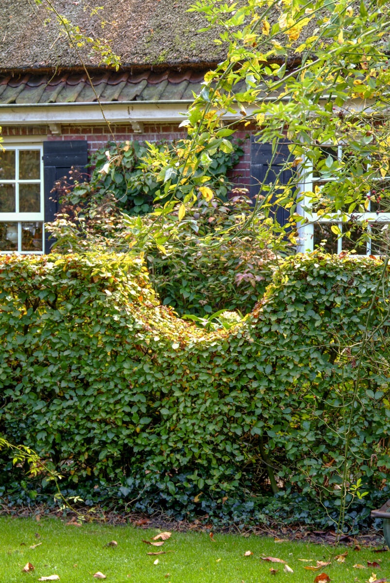 beukenhaag - haag planten