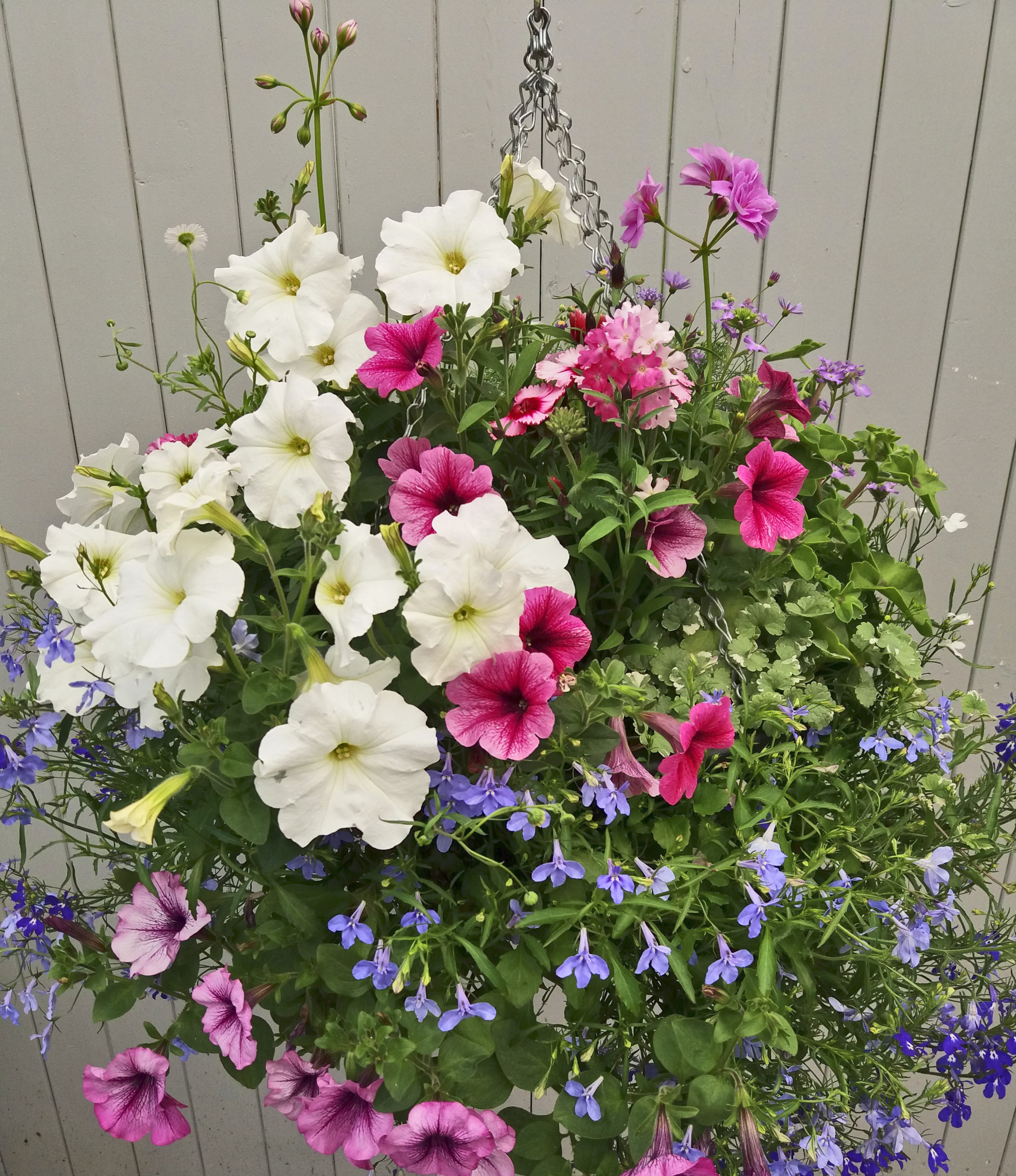 hanging basket